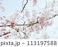 青空を背景にしたソメイヨシノのクローズアップ 113197588