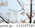 青空を背景にしたソメイヨシノのクローズアップ 113197589
