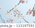 青空を背景にしたソメイヨシノのクローズアップ 113197591