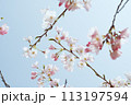 青空を背景にしたソメイヨシノのクローズアップ 113197594