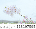 青空を背景にしたソメイヨシノのクローズアップ 113197595