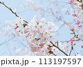 青空を背景にしたソメイヨシノのクローズアップ 113197597