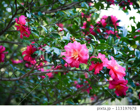 サザンカのある風景 サザンカのある風景 113197678
