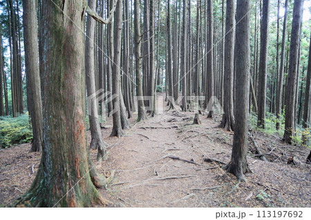 山へ行こう 岩湧山 山へ行こう 岩湧山 113197692