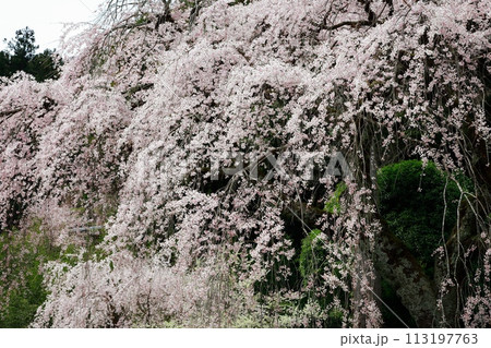 中越家の枝垂れ桜 113197763