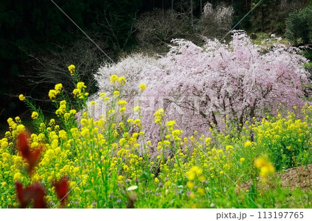 中越家の枝垂れ桜 中越家の枝垂れ桜 113197765