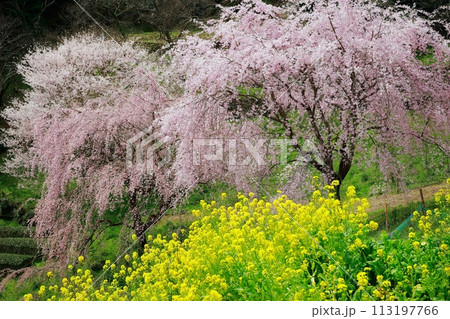 中越家の枝垂れ桜 中越家の枝垂れ桜 113197766