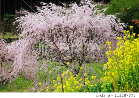 中越家の枝垂れ桜 中越家の枝垂れ桜 113197773