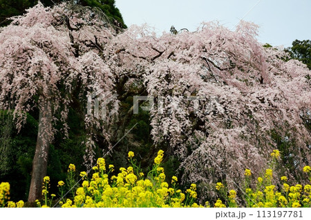 中越家の枝垂れ桜 中越家の枝垂れ桜 113197781