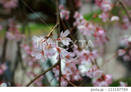 中越家の枝垂れ桜 113197789