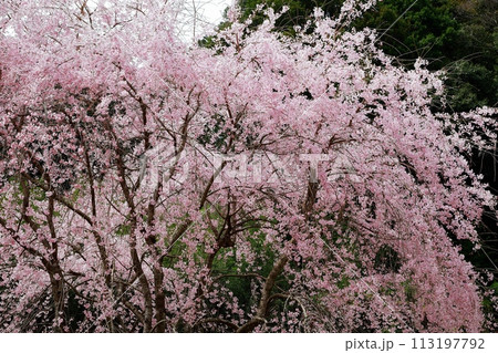 中越家の枝垂れ桜 113197792