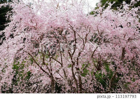 中越家の枝垂れ桜 中越家の枝垂れ桜 113197793