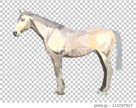Horse (white) Horse (white) 113197827