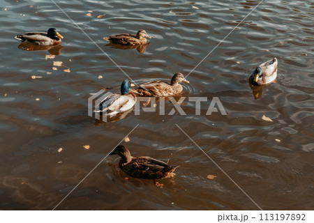 Ducks on the lake in the park. Park in the fall. Autumn trees. Wild ducks are reflected in the lake. Multi-colored bird feathers. A pond with wild ducks and drakes. A duck lake full of beautiful ducks Ducks on the lake in the park. Park in the fall. Autumn trees. Wild ducks are reflected in the lake. Multi-colored bird feathers. A pond with wild ducks and drakes. A duck lake full of beautiful ducks 113197892