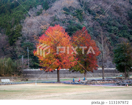 紅葉したプラタナス 紅葉したプラタナス 113197972