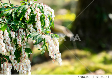 京都府八幡市八幡女郎花の市立松花堂庭園　茶室　梅隠の馬酔木 113198021
