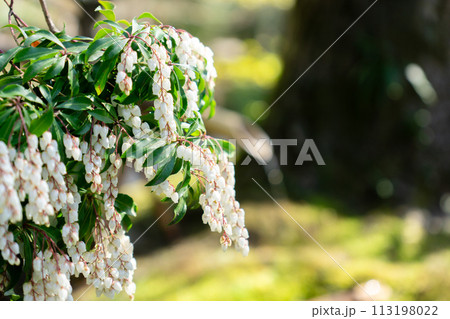 京都府八幡市八幡女郎花の市立松花堂庭園　茶室　梅隠の馬酔木 113198022