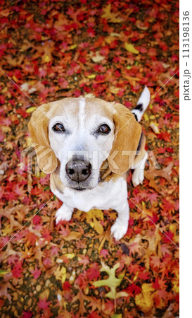 cute senior beagle dog sitting in red fallen leaves , 9:16 vertical wallpaper / backdrop image 113198136