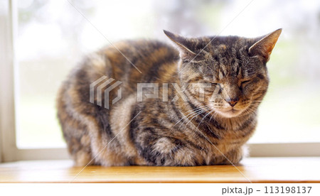 cute tabby catloaf sitting by the window, 16:9 widescreen wallpaper / backdrop image with text space	 113198137