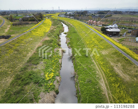 小畔川の土手一面を覆う満開の菜の花　埼玉県川越市（ドローンによる空撮） 113198288