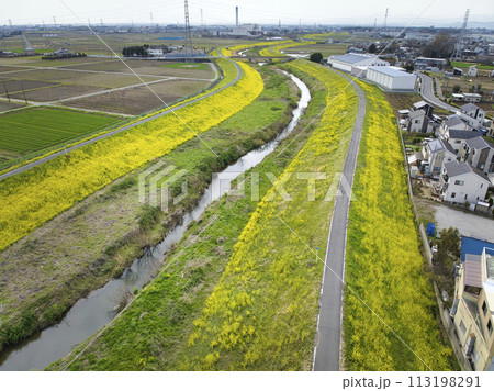 小畔川の土手一面を覆う満開の菜の花 埼玉県川越市(ドローンによる空撮) 小畔川の土手一面を覆う満開の菜の花 埼玉県川越市(ドローンによる空撮) 113198291