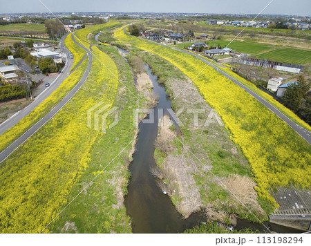 小畔川の土手一面を覆う満開の菜の花　埼玉県川越市（ドローンによる空撮） 113198294