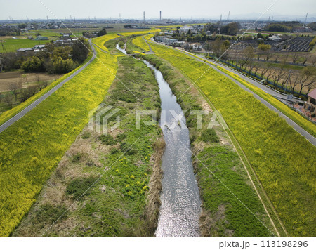 小畔川の土手一面を覆う満開の菜の花　埼玉県川越市（ドローンによる空撮） 113198296