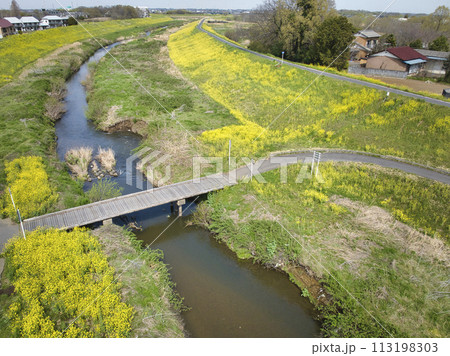 小畔川にかかる珍しい沈下橋（鎌取橋）と満開の菜の花　埼玉県川越市（ドローンによる空撮） 113198303