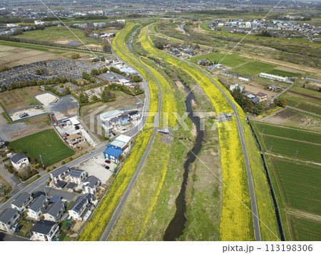 小畔川の土手一面を覆う満開の菜の花　埼玉県川越市（ドローンによる空撮） 113198306