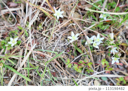 センブリの花 113198482