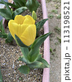 黄色いチューリップ 113198521