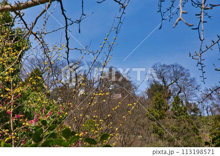 さくらの開花を待つ大野城 113198571