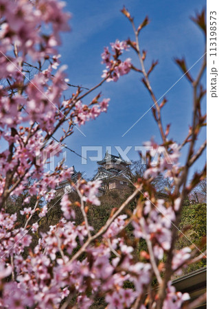 さくらの開花を待つ大野城 さくらの開花を待つ大野城 113198573