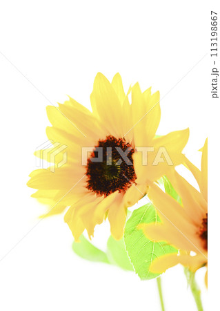 明るいひまわり 113198667