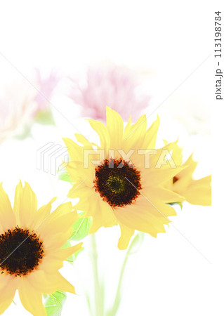 明るいひまわりと花束 明るいひまわりと花束 113198784