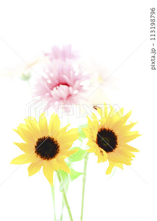明るいひまわりと花束 明るいひまわりと花束 113198796