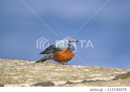 イソヒヨドリ雄 113198870