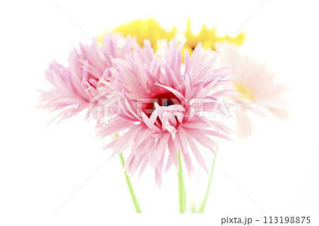 明るいピンクのガーベラ 113198875