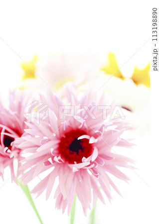 明るいピンクのガーベラ 113198890