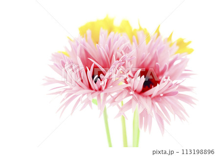 明るいピンクのガーベラ 113198896