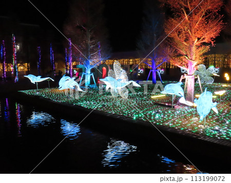 ドルフィン ドルフィン 113199072