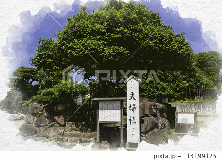 水彩画風　八重垣神社　夫婦椿　連理玉椿　島根県松江市 113199125