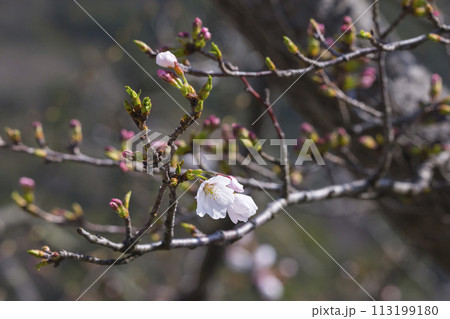 咲き始めの桜の花 ソメイヨシノ 113199180