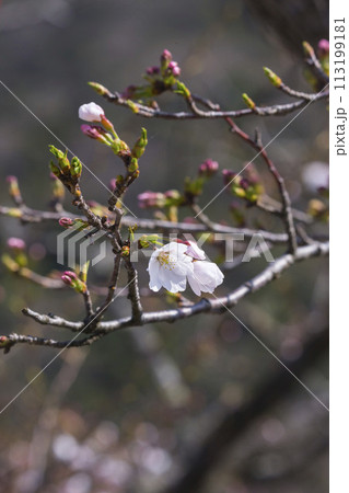 咲き始めの桜の花 ソメイヨシノ 113199181