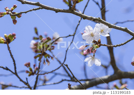 咲き始めの桜の花 ソメイヨシノ 113199183