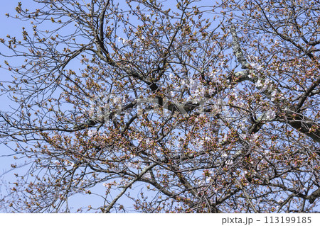 咲き始めの桜の花 ソメイヨシノ 113199185