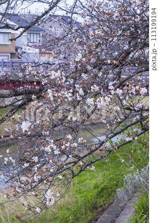咲き始めの桜の花 ソメイヨシノ 咲き始めの桜の花 ソメイヨシノ 113199194