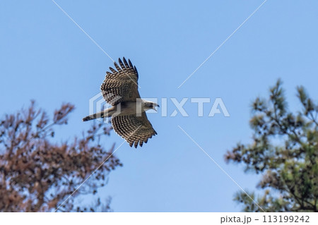 青空バックに大声で泣きながら飛ぶクマタカ幼鳥 113199242
