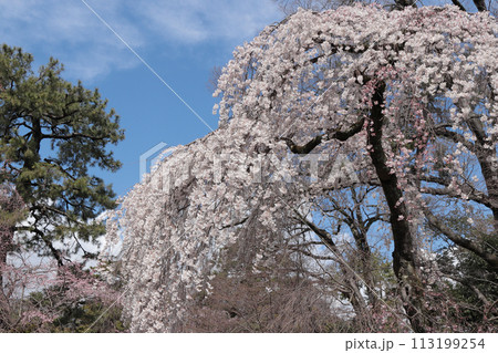 京都御苑　青空と満開の枝垂れ桜 113199254