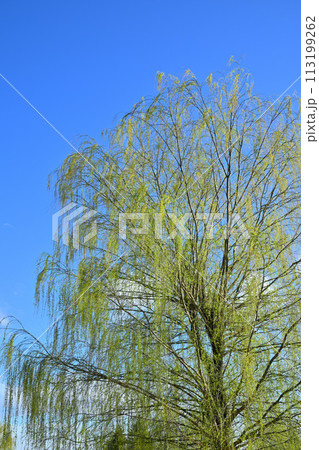 青空に映える枝垂れ柳の新緑　春の訪れ　 113199262